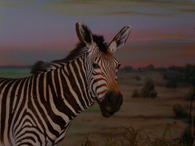 [The taxidermied head and upper torso of a black and white striped animal. The stripes do extend into the short mane on this animal.]